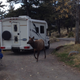 The chariot we took out most days with an elk tracking down leaves.